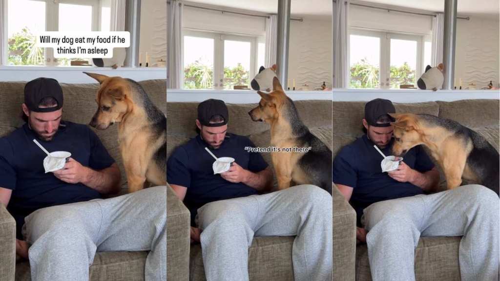 Rescue Dog Contemplates for a Long Time Before Eating Dad's Food While Dad's Asleep
