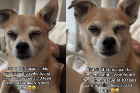 Senior Dog Found in Rescue at 10 Now Feels Safe To Fall Asleep in Dad Arms
