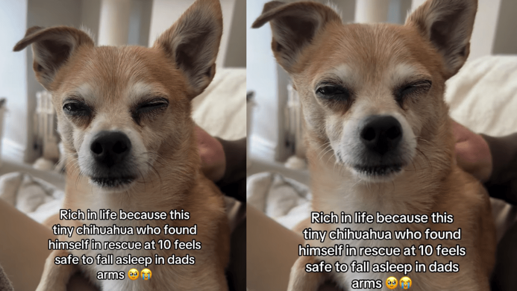 Senior Dog Found in Rescue at 10 Now Feels Safe To Fall Asleep in Dad Arms