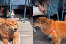 Dog Starts Wagging Tail in Joy After Owner Calls Her Pretty