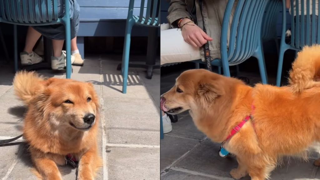Dog Starts Wagging Tail in Joy After Owner Calls Her Pretty