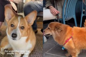 Corgi Waits Under Table for Owner’s Food ‘Offerings'