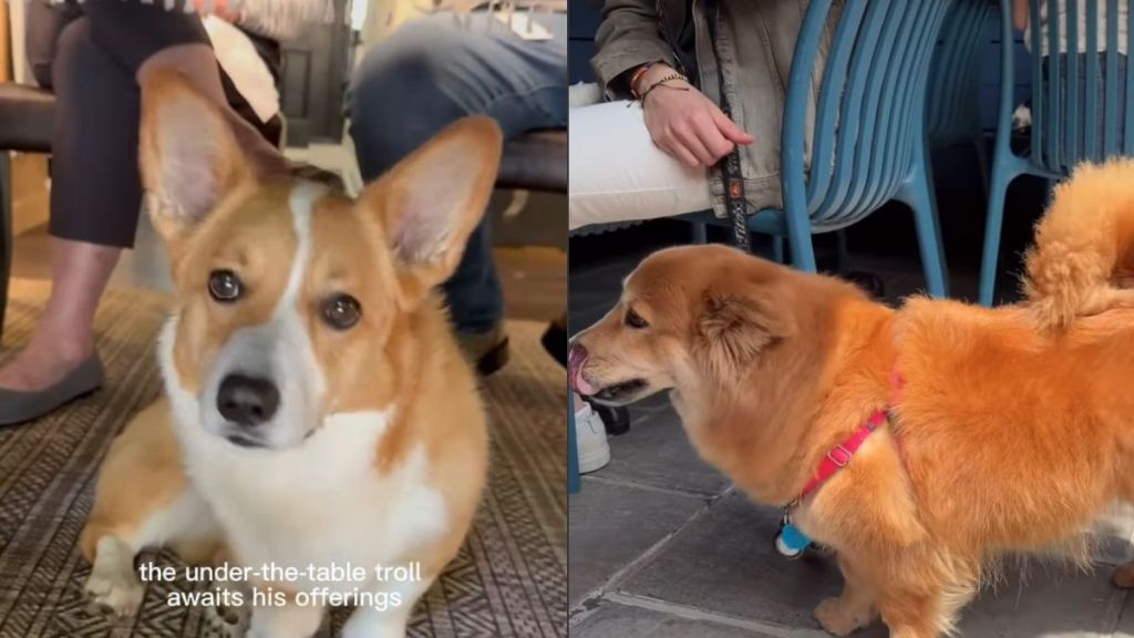 Corgi Waits Under Table for Owner’s Food ‘Offerings'
