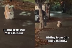 Corgi Gets Even After Owner Tries To Hide From Him