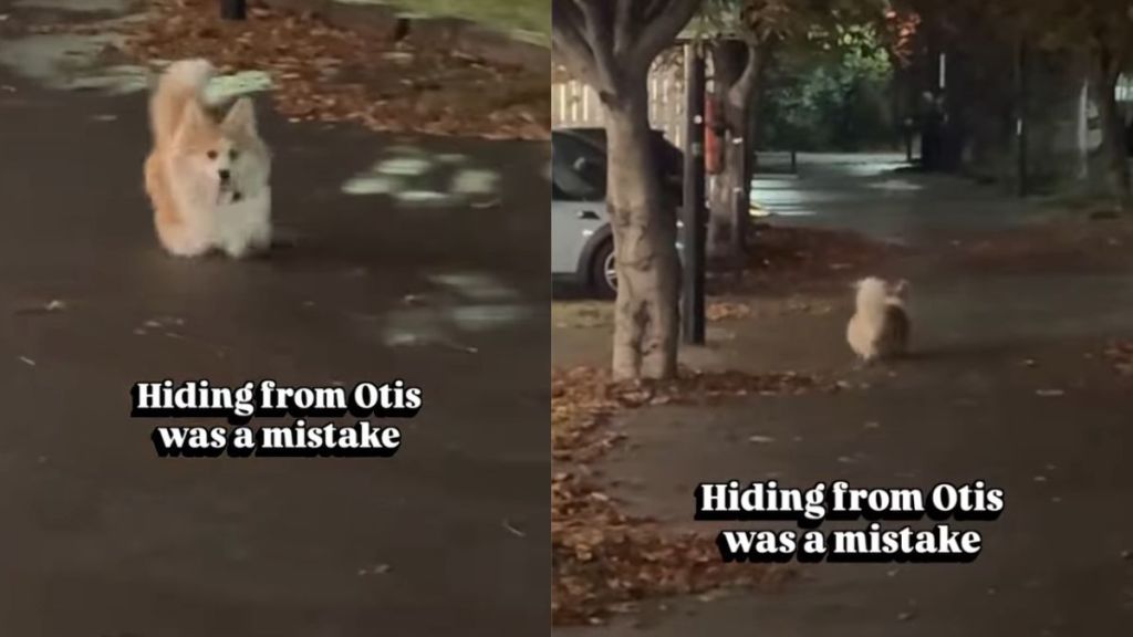 Corgi Gets Even After Owner Tries To Hide From Him