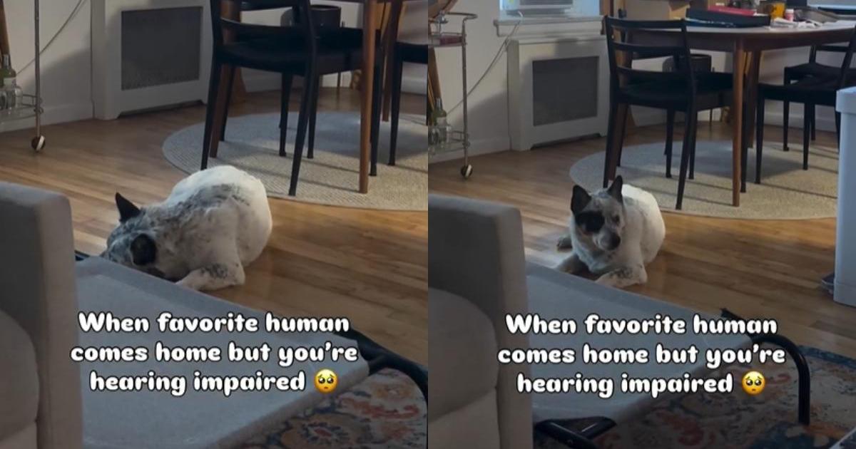 Deaf Rescue Dog Doesn’t Hear Dad Come Home, but Wiggles After Seeing Him