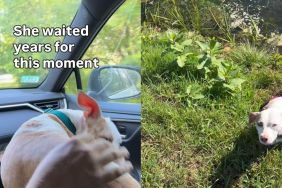 Deaf Rescue Dog Was Once Caged, but Now Runs Free & Cuddles in Dad’s Arms