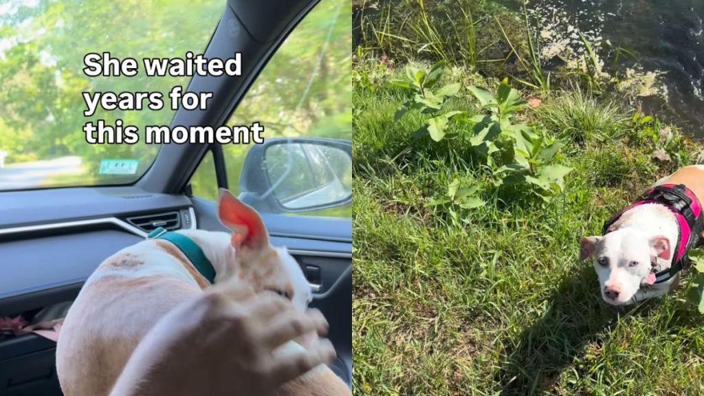 Deaf Rescue Dog Was Once Caged, but Now Runs Free & Cuddles in Dad’s Arms