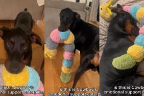 Doberman Has a BFF — and You Won’t Believe Who It Is