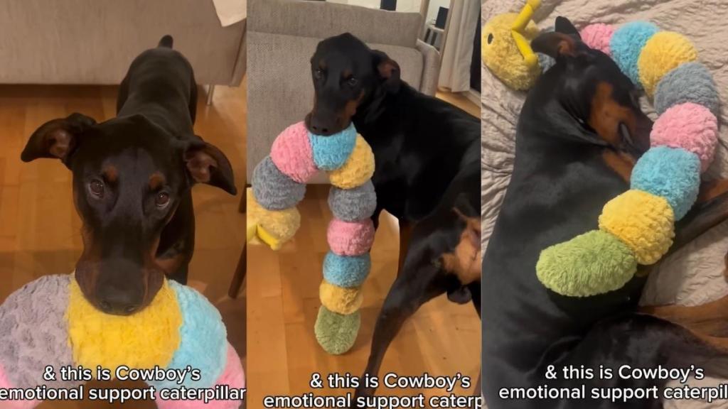 Doberman Has a BFF — and You Won’t Believe Who It Is