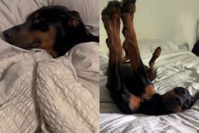 This Dog Has Far Too Luxurious a Lifestyle To Survive the Wild