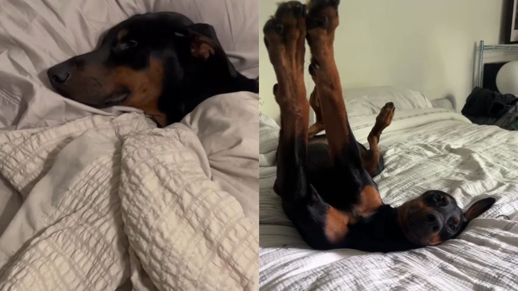 This Dog Has Far Too Luxurious a Lifestyle To Survive the Wild