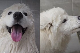 Dog bath time trick