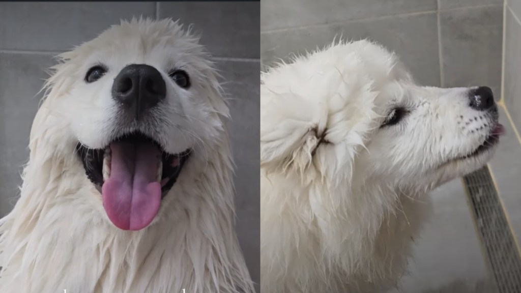 Dog bath time trick