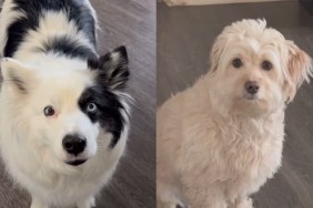 Dog furry sister