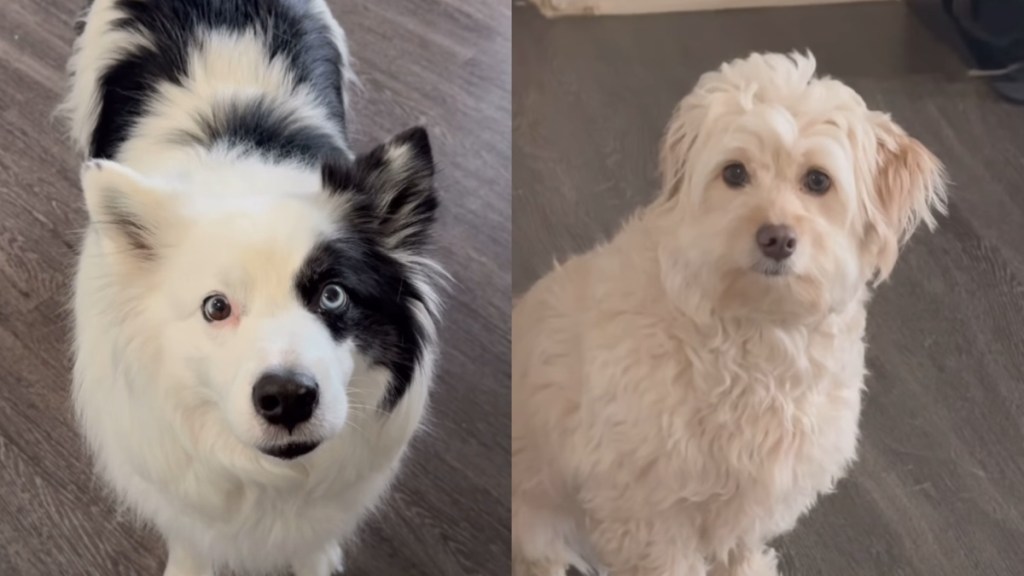 Dog furry sister