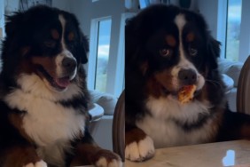 Dog pizza thief