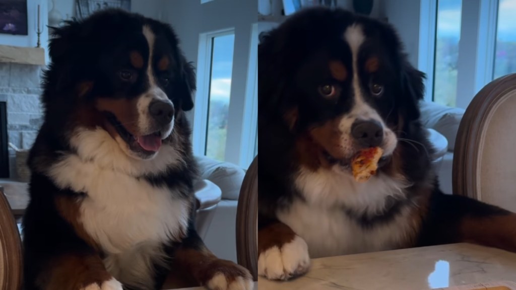 Dog pizza thief