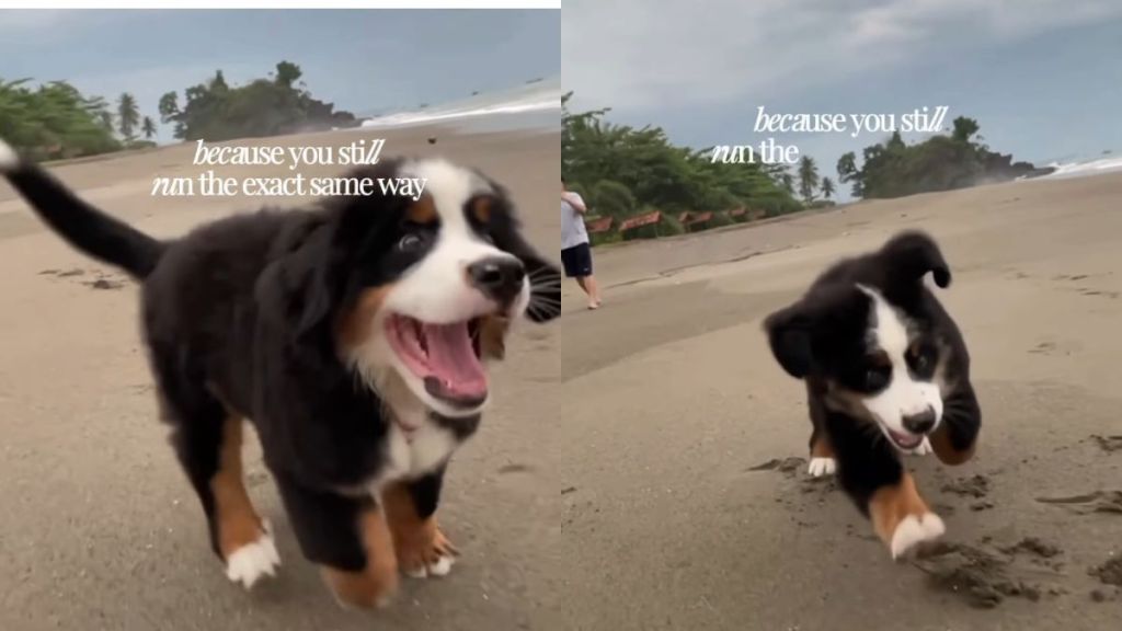 Dog Has Been Running the Same Way Since Puppy Days