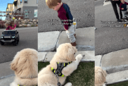 Golden Retriever Puppy Is Scared of Little Boy but Comforts Him When He Falls