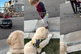 Golden Retriever Puppy Is Scared of Little Boy but Comforts Him When He Falls
