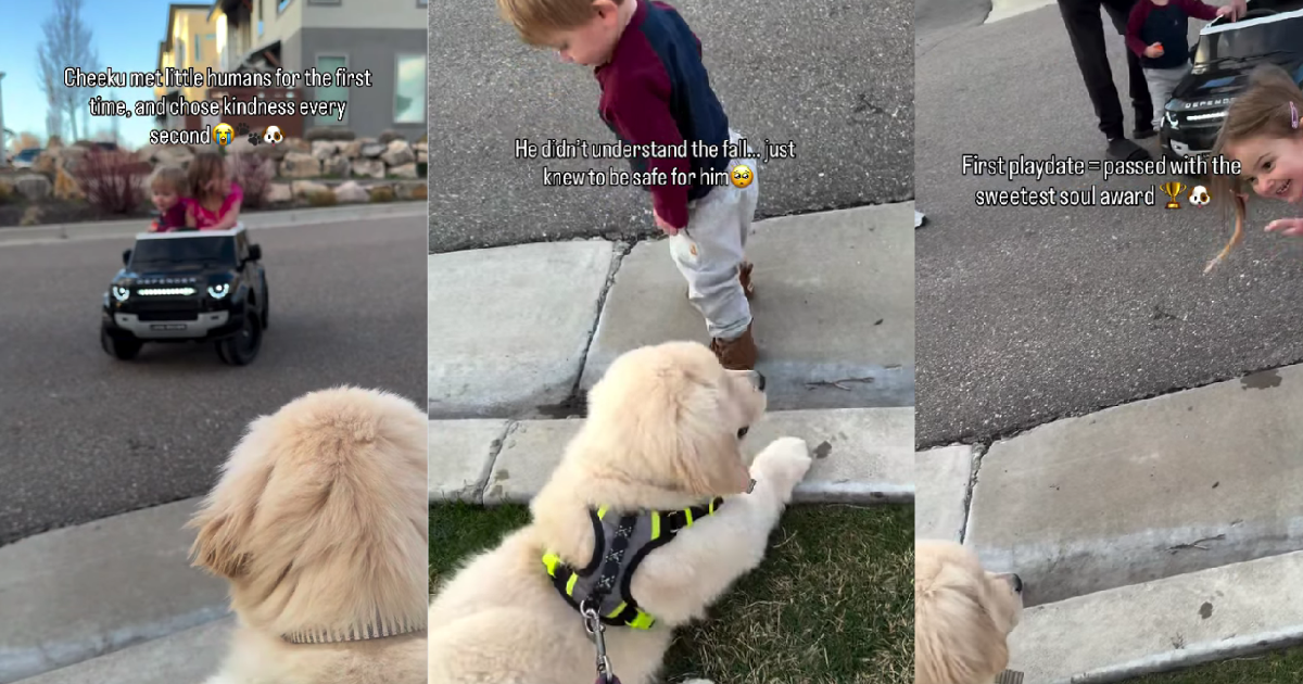 Golden Retriever Puppy Is Scared of Little Boy but Comforts Him When He Falls