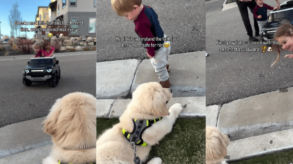 Golden Retriever Puppy Is Scared of Little Boy but Comforts Him When He Falls