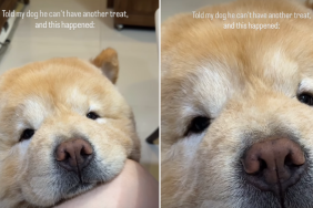 Dog Makes Cutest Face To Convince Owner for Another Treat