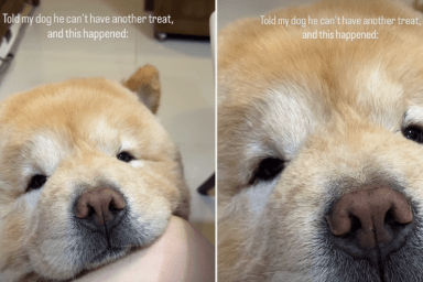 Dog Makes Cutest Face To Convince Owner for Another Treat