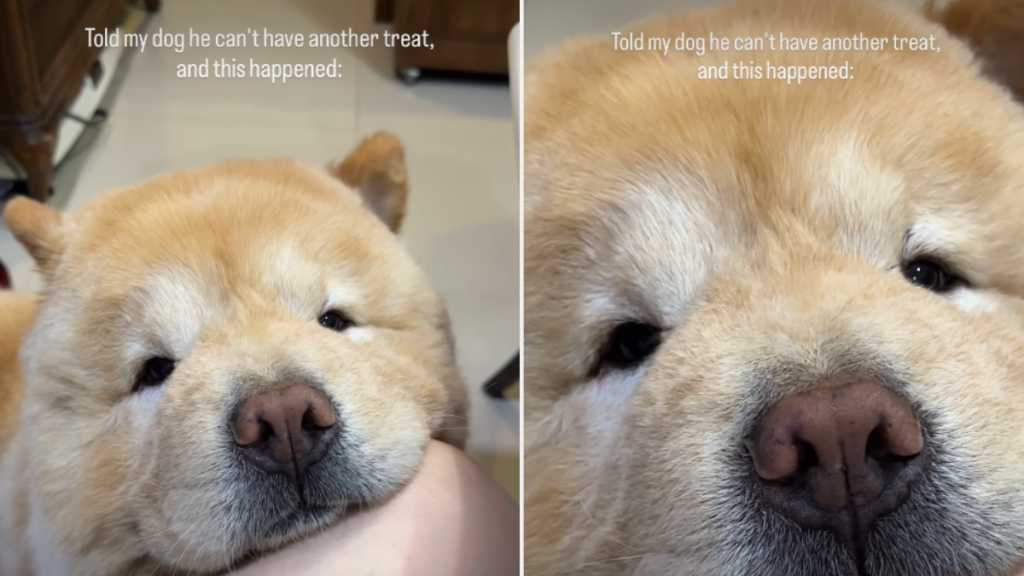 Dog Makes Cutest Face To Convince Owner for Another Treat