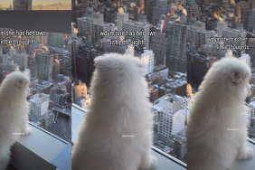 Puppy Stands by Glass Window With Thoughts, Looking Over City