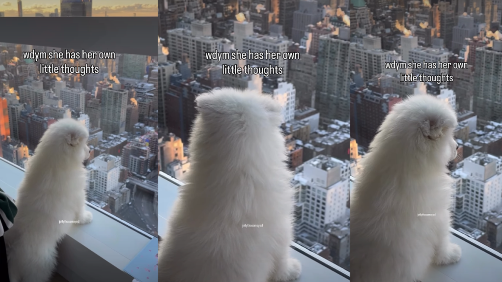 Puppy Stands by Glass Window With Thoughts, Looking Over City