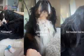 Dog Instantly Rushes To Support Mom After Seeing Her Being Sad
