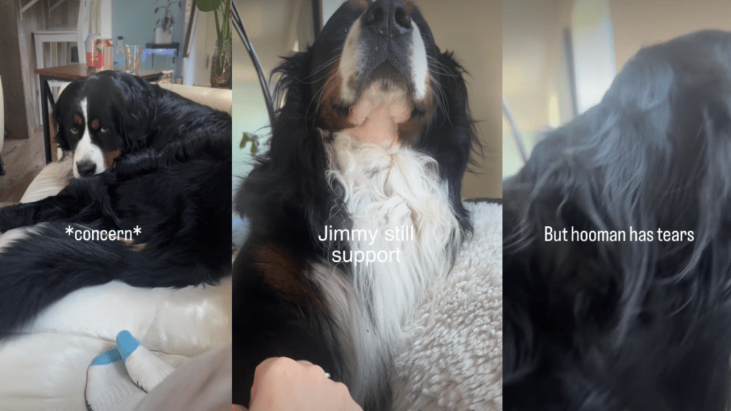 Dog Instantly Rushes To Support Mom After Seeing Her Being Sad