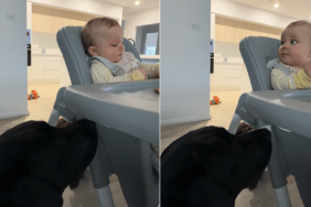 Dog Gets Snack From Baby as They Are Partners in Crime