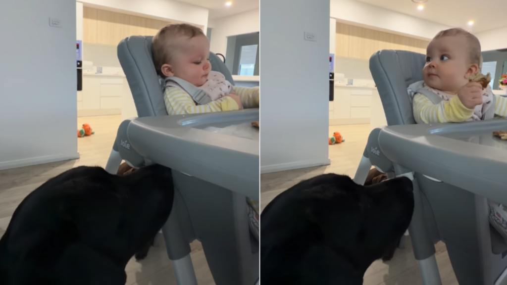 Dog Gets Snack From Baby as They Are Partners in Crime