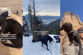 Rescue Dog Given up Twice Learns She Wasn’t ‘Too Much,’ Lands Where She Belongs