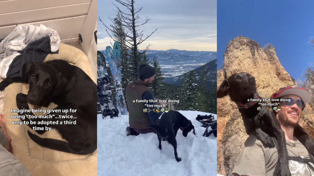 Rescue Dog Given up Twice Learns She Wasn’t ‘Too Much,’ Lands Where She Belongs