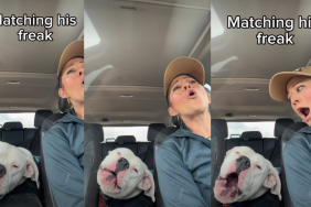 Dog’s Joyous Singing Is Perfectly Matched by His Owner