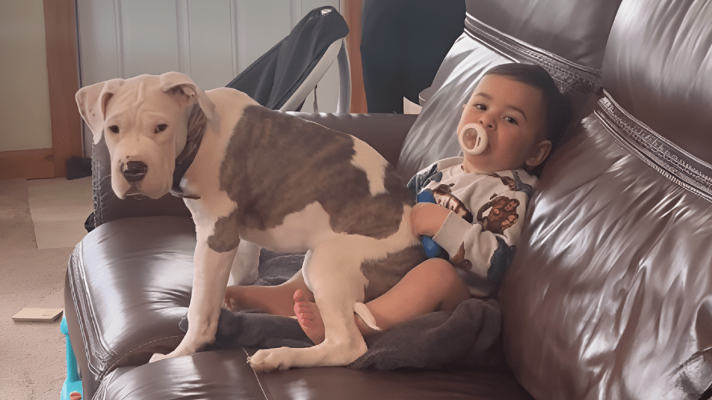 Dog Sits on Baby’s Lap & Makes Him Giggle With Happiness