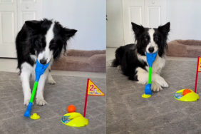 Dog Aces a Game of Mini Golf at Home