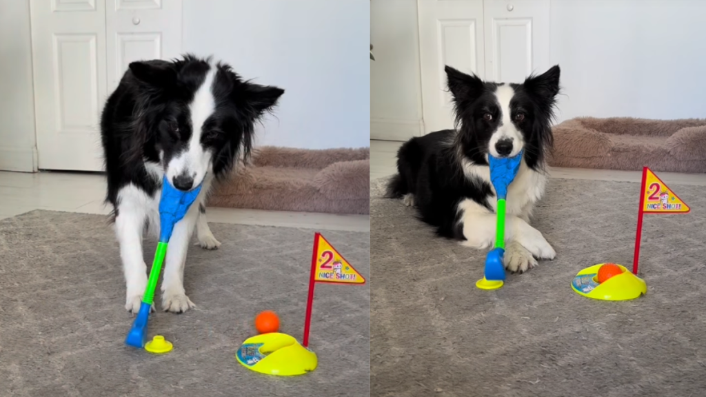 Dog Aces a Game of Mini Golf at Home