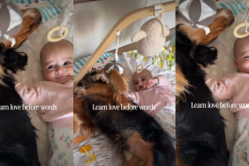 This Family Dog Is Gently Teaching Baby All About Love