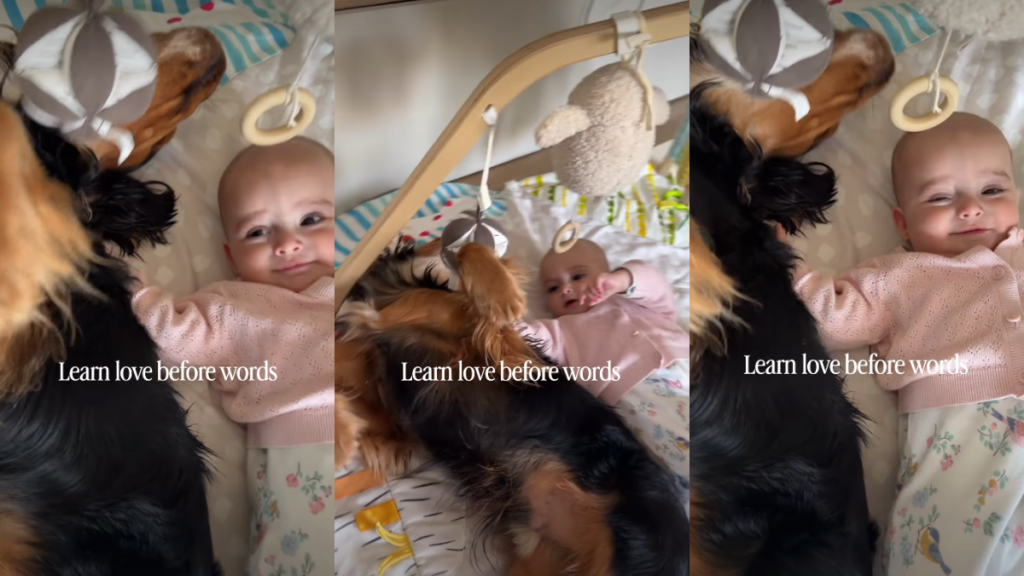 This Family Dog Is Gently Teaching Baby All About Love