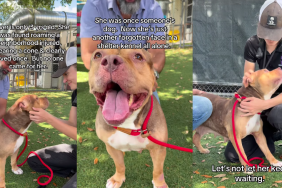 Shelter Dog Once Had Family, but Now Waits for a Home Like a ‘Forgotten’ Face