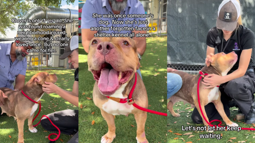Shelter Dog Once Had Family, but Now Waits for a Home Like a ‘Forgotten’ Face