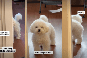Tiny Dog Stomps Her Paw After Mom Laughs at Her Hiding Skills
