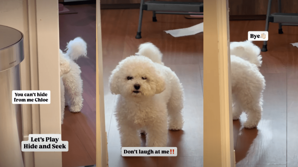 Tiny Dog Stomps Her Paw After Mom Laughs at Her Hiding Skills