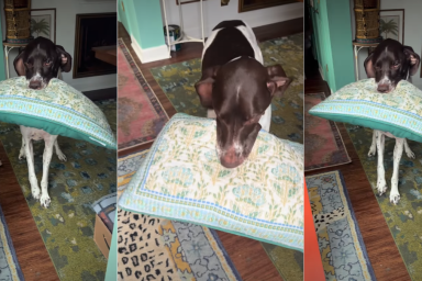 Dog Breaks Into Happy Wiggles While Greeting Owner With Pillow in Mouth