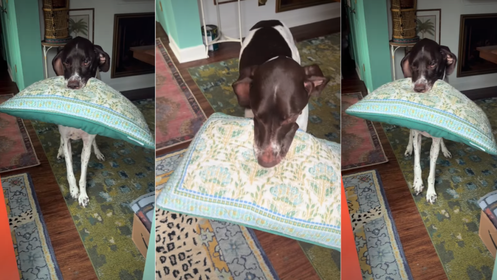Dog Breaks Into Happy Wiggles While Greeting Owner With Pillow in Mouth